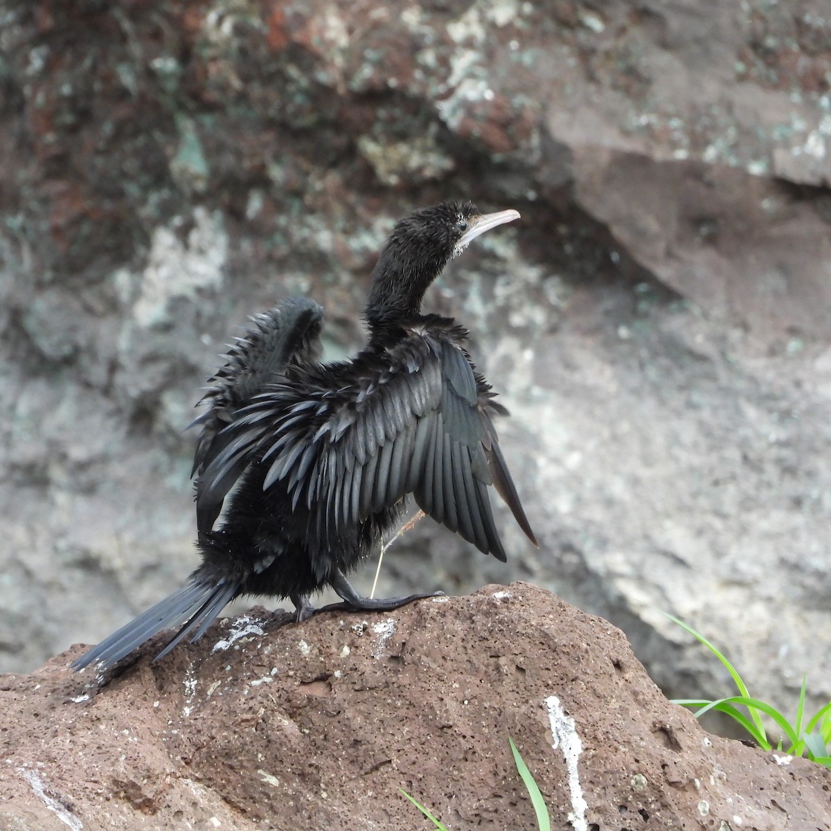 Little Cormorant - ML620696556