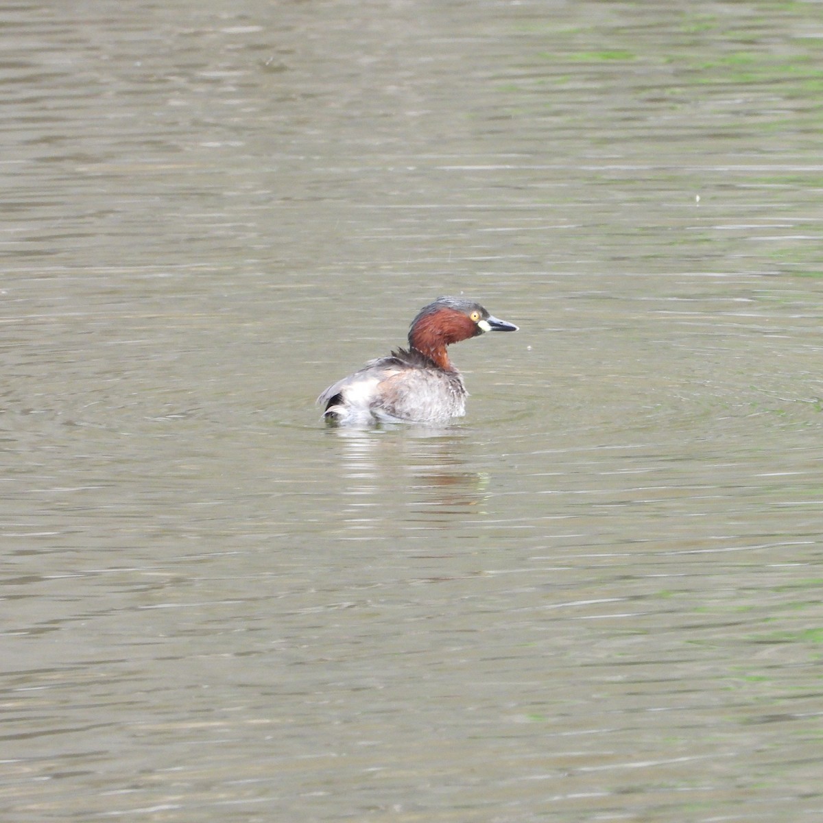 Little Grebe - ML620696558