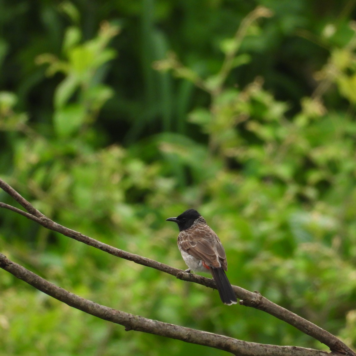 Red-vented Bulbul - ML620696560