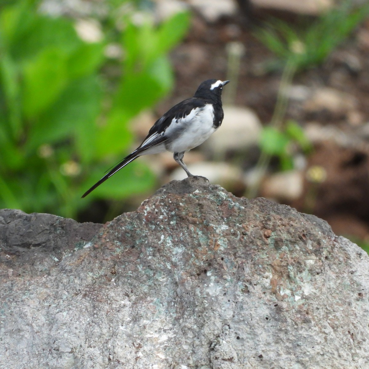 White-browed Wagtail - ML620696563