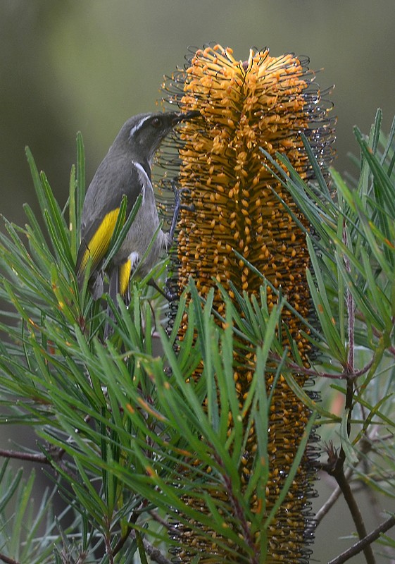 Crescent Honeyeater - ML620696564