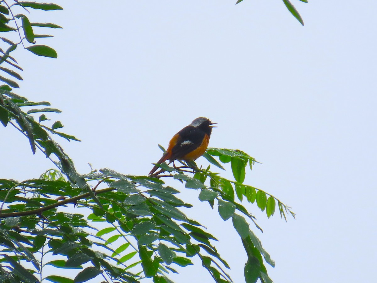 Daurian Redstart - ML620696568