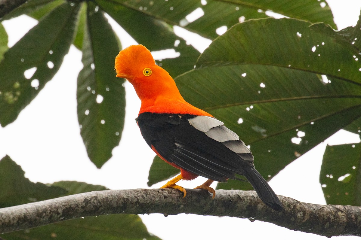 Andean Cock-of-the-rock - ML620696570