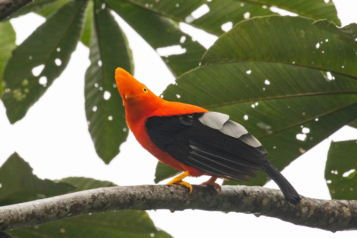 Andean Cock-of-the-rock - ML620696571