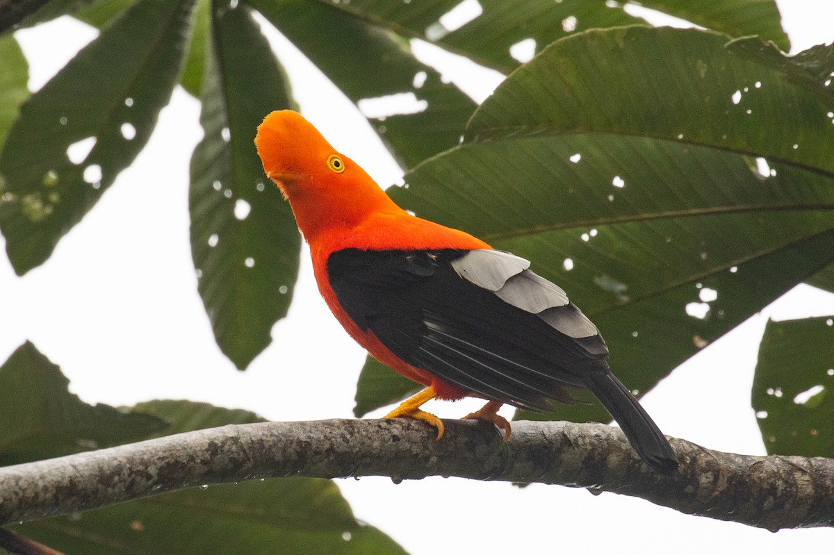 Andean Cock-of-the-rock - ML620696572