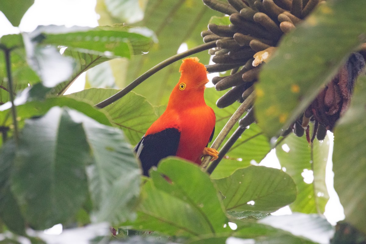 Andean Cock-of-the-rock - ML620696573