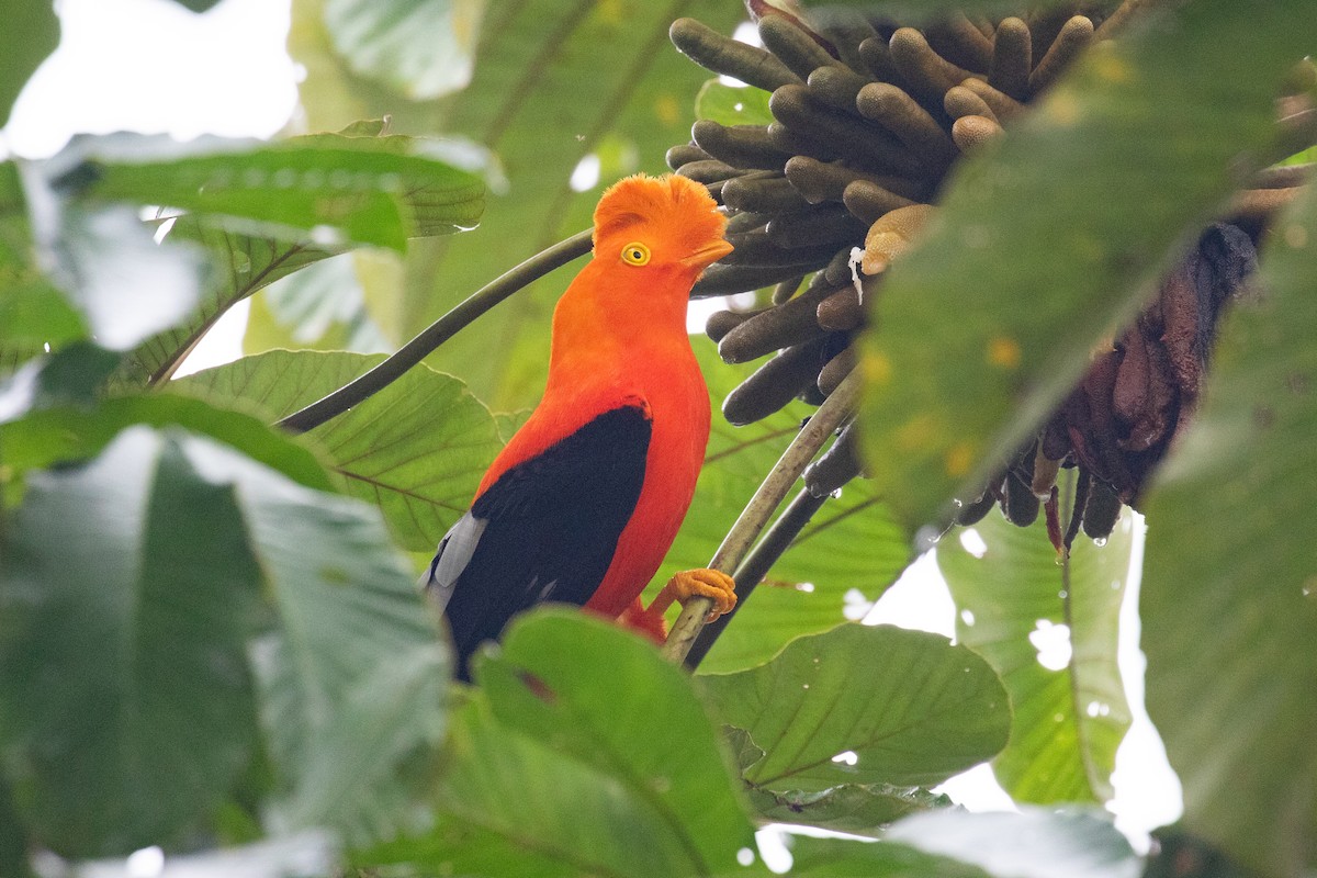 Andean Cock-of-the-rock - ML620696575