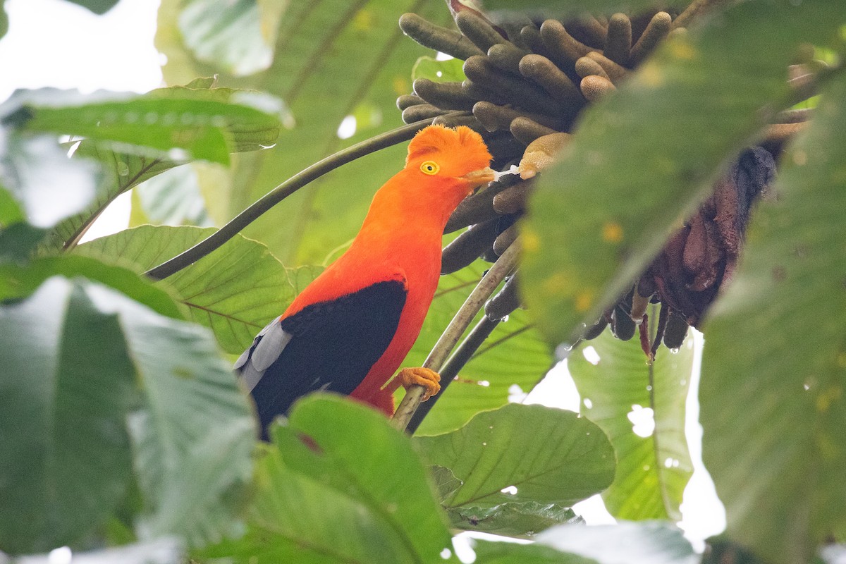 Andean Cock-of-the-rock - ML620696576