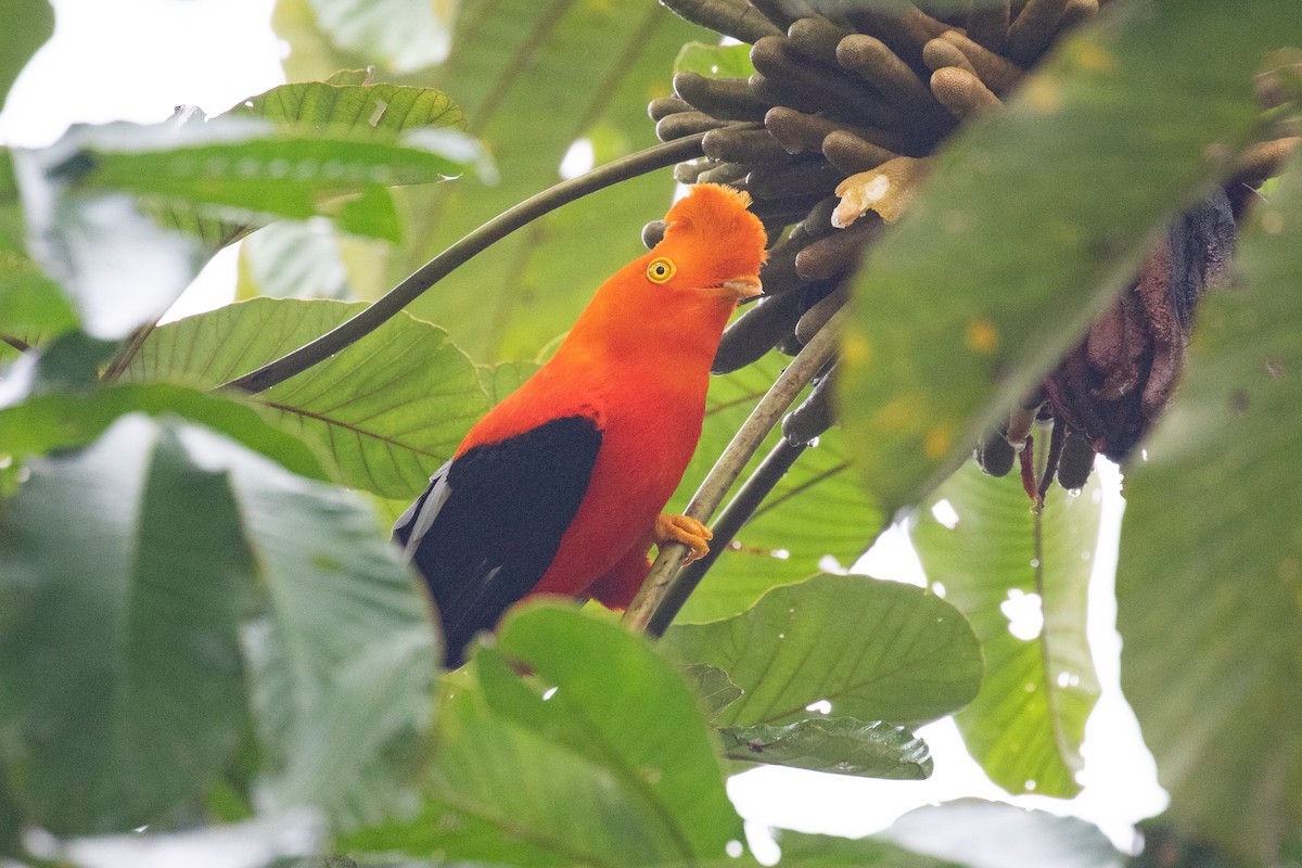 Andean Cock-of-the-rock - ML620696578