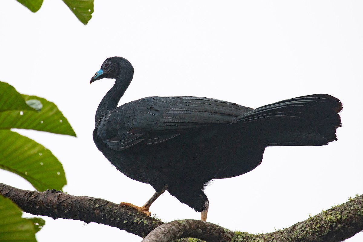 Wattled Guan - ML620696585