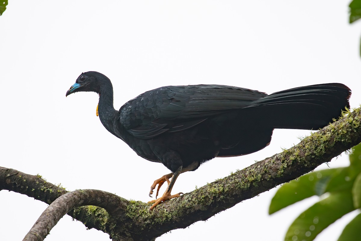 Wattled Guan - ML620696587