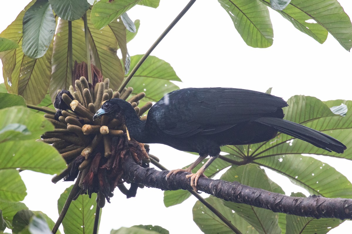 Wattled Guan - ML620696590