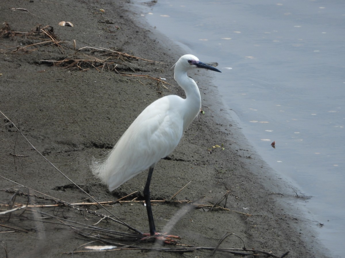 Aigrette garzette - ML620696596