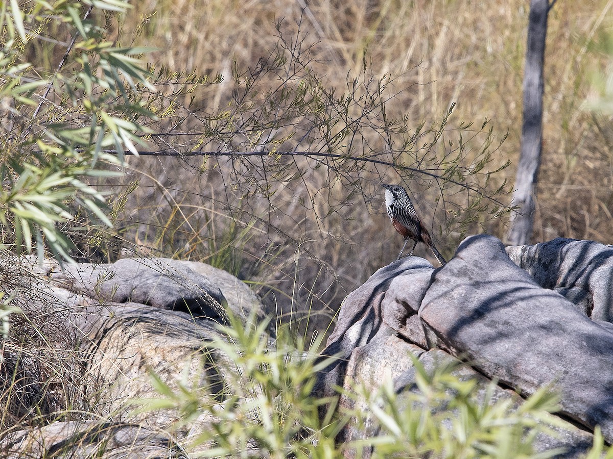 White-throated Grasswren - ML620696598