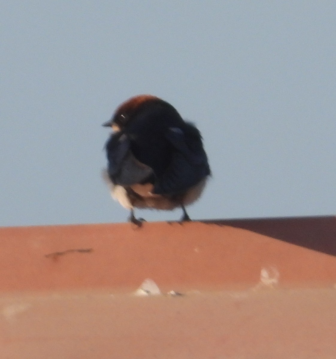 Wire-tailed Swallow - ML620696601