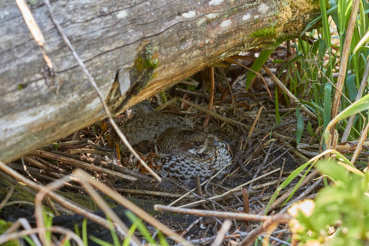 Hazel Grouse - ML620696602