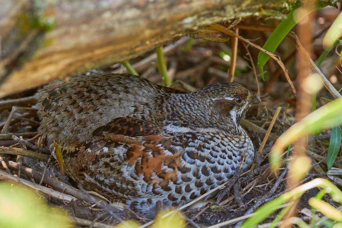 Hazel Grouse - ML620696603