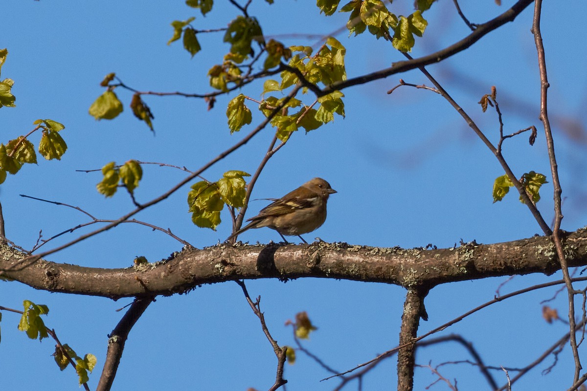 Common Chaffinch - ML620696605