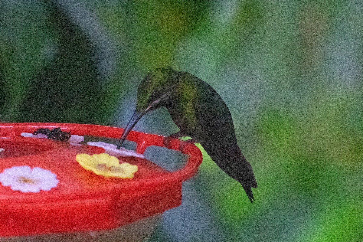 Black-throated Brilliant - ML620696609