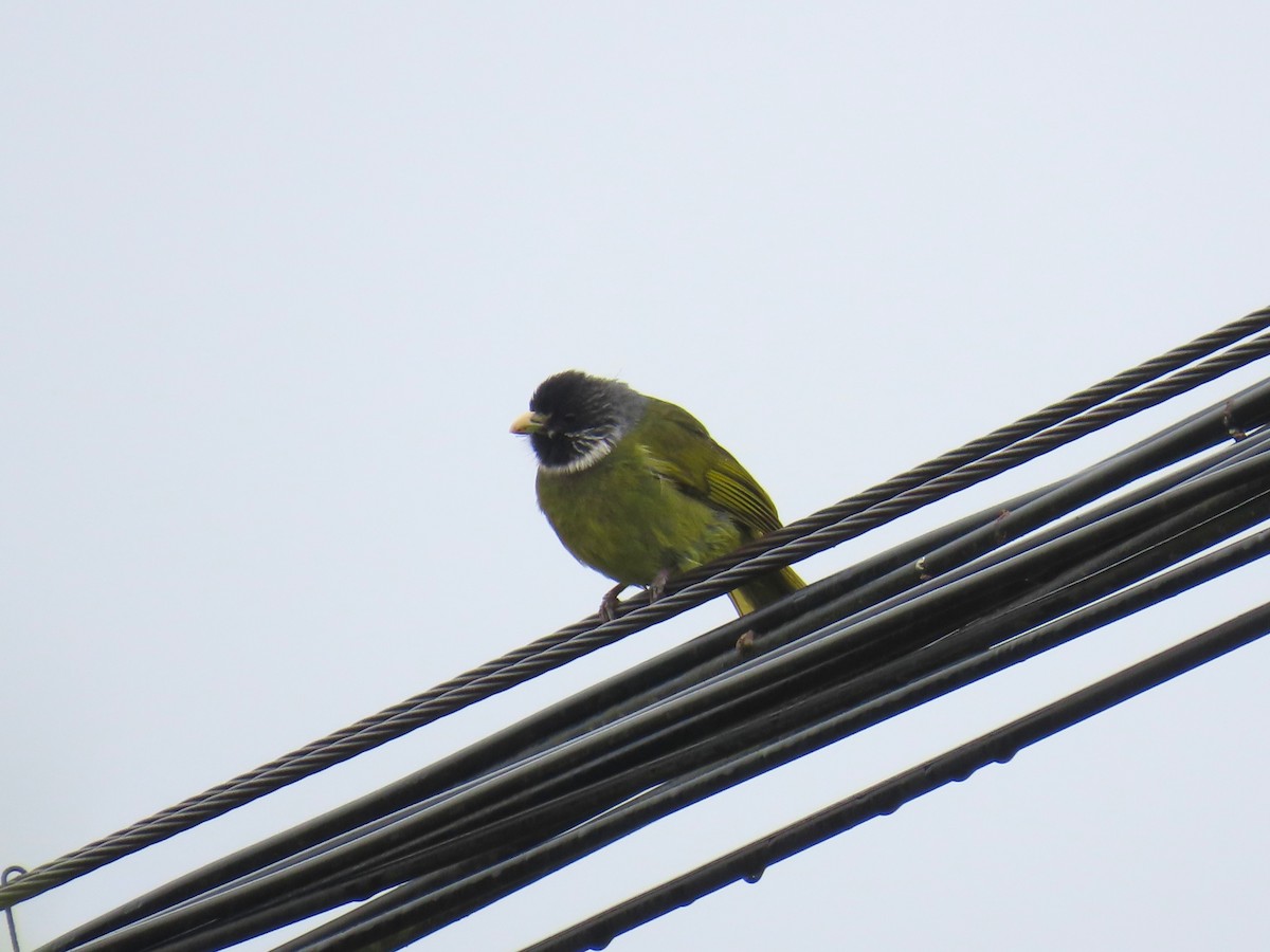 Collared Finchbill - ML620696615