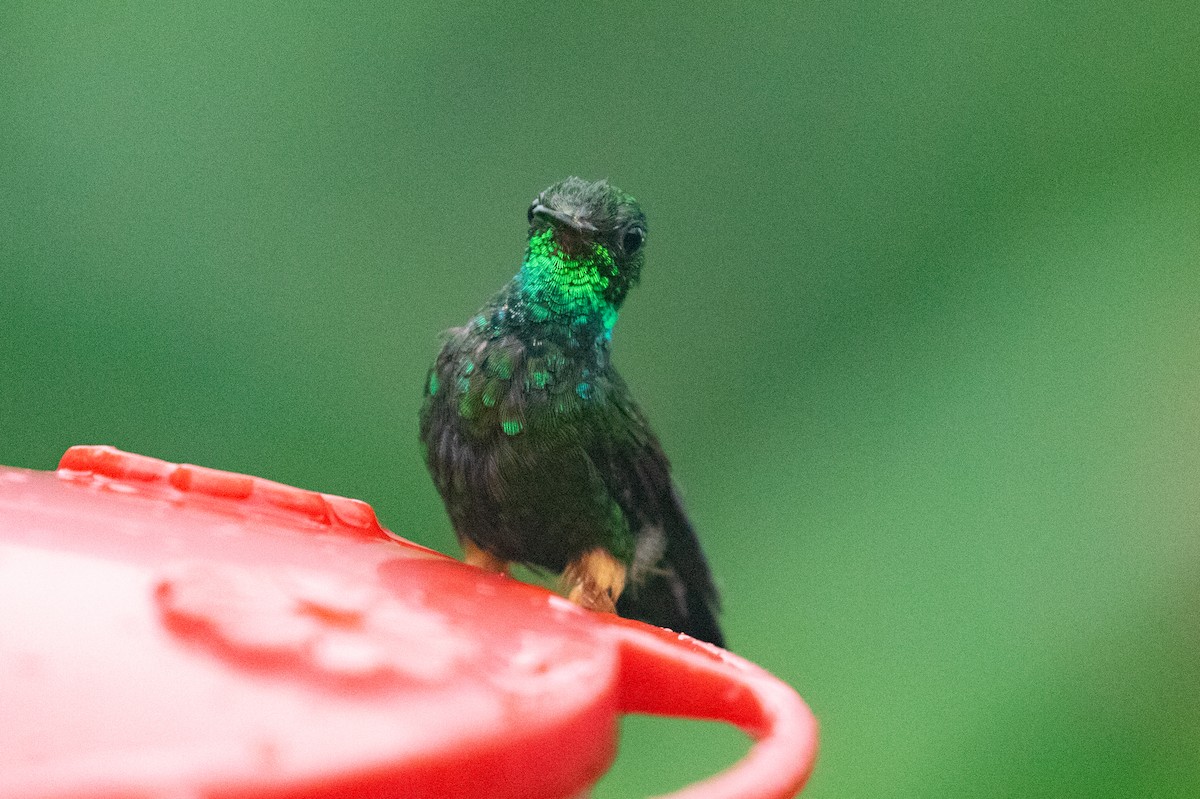 Colibrí de Raquetas Peruano - ML620696620