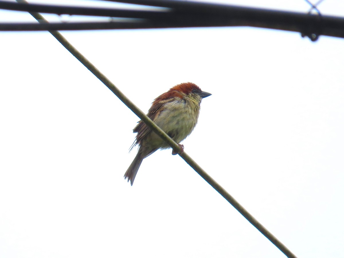 Russet Sparrow - ML620696623