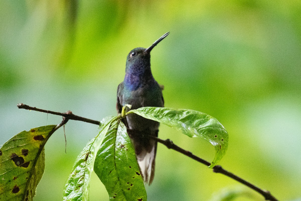 kolibřík zelenohřbetý - ML620696626