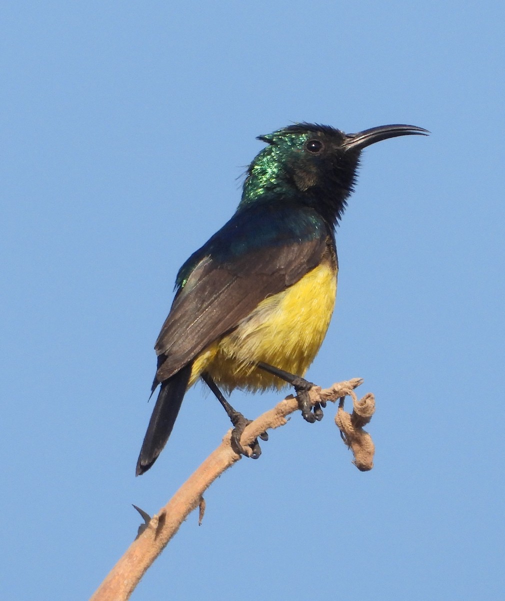 Variable Sunbird - ML620696631