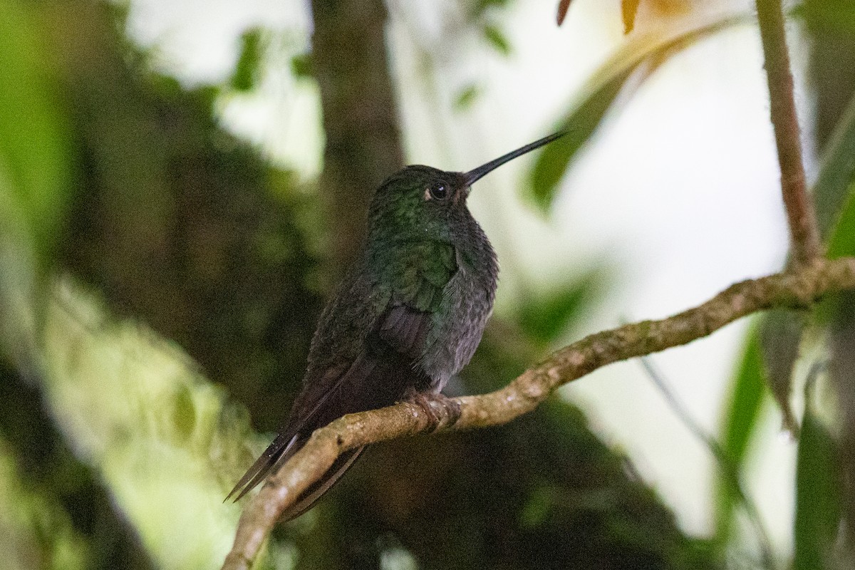 kolibřík zelenohřbetý - ML620696633