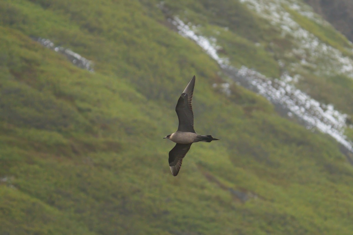 Parasitic Jaeger - ML620696636