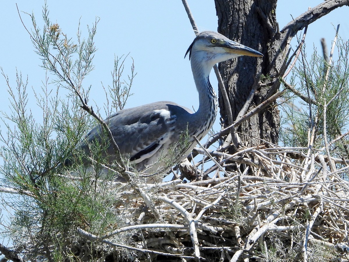 Gray Heron - ML620696638