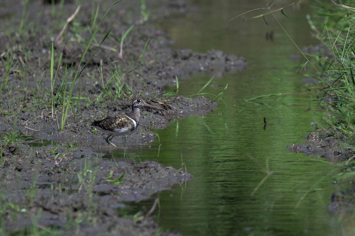 Greater Painted-Snipe - ML620696640