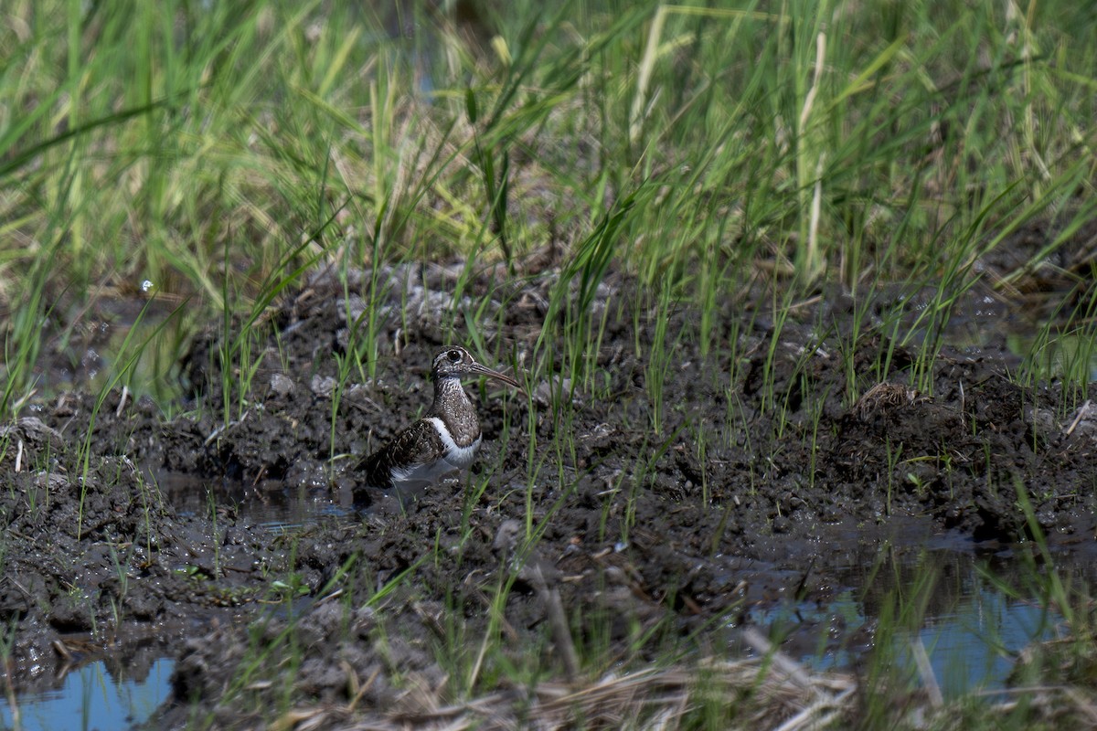 Greater Painted-Snipe - ML620696641