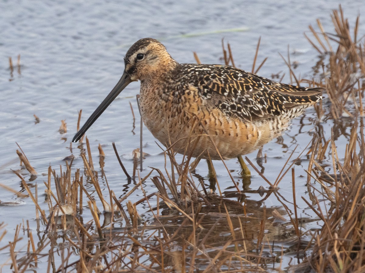 Long-billed Dowitcher - ML620696642
