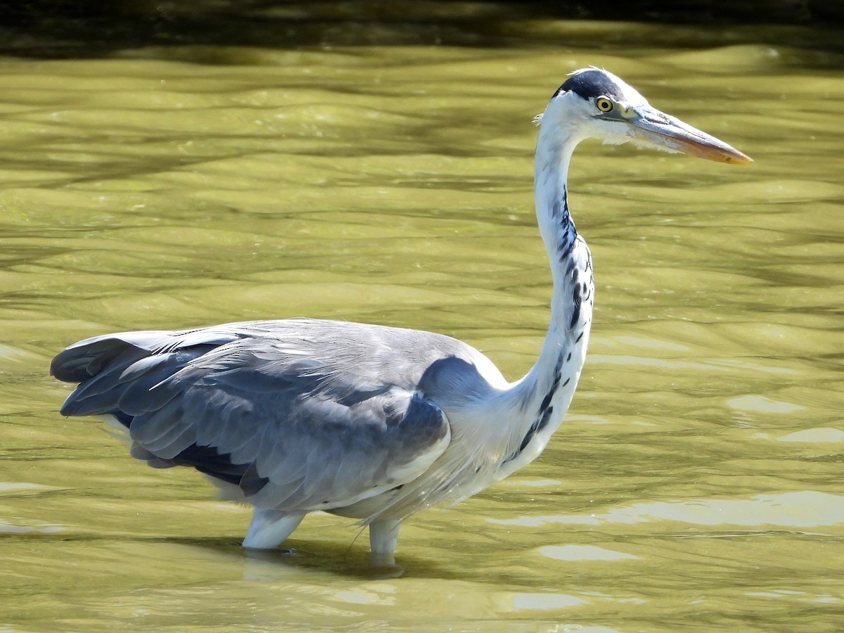 Gray Heron - ML620696643