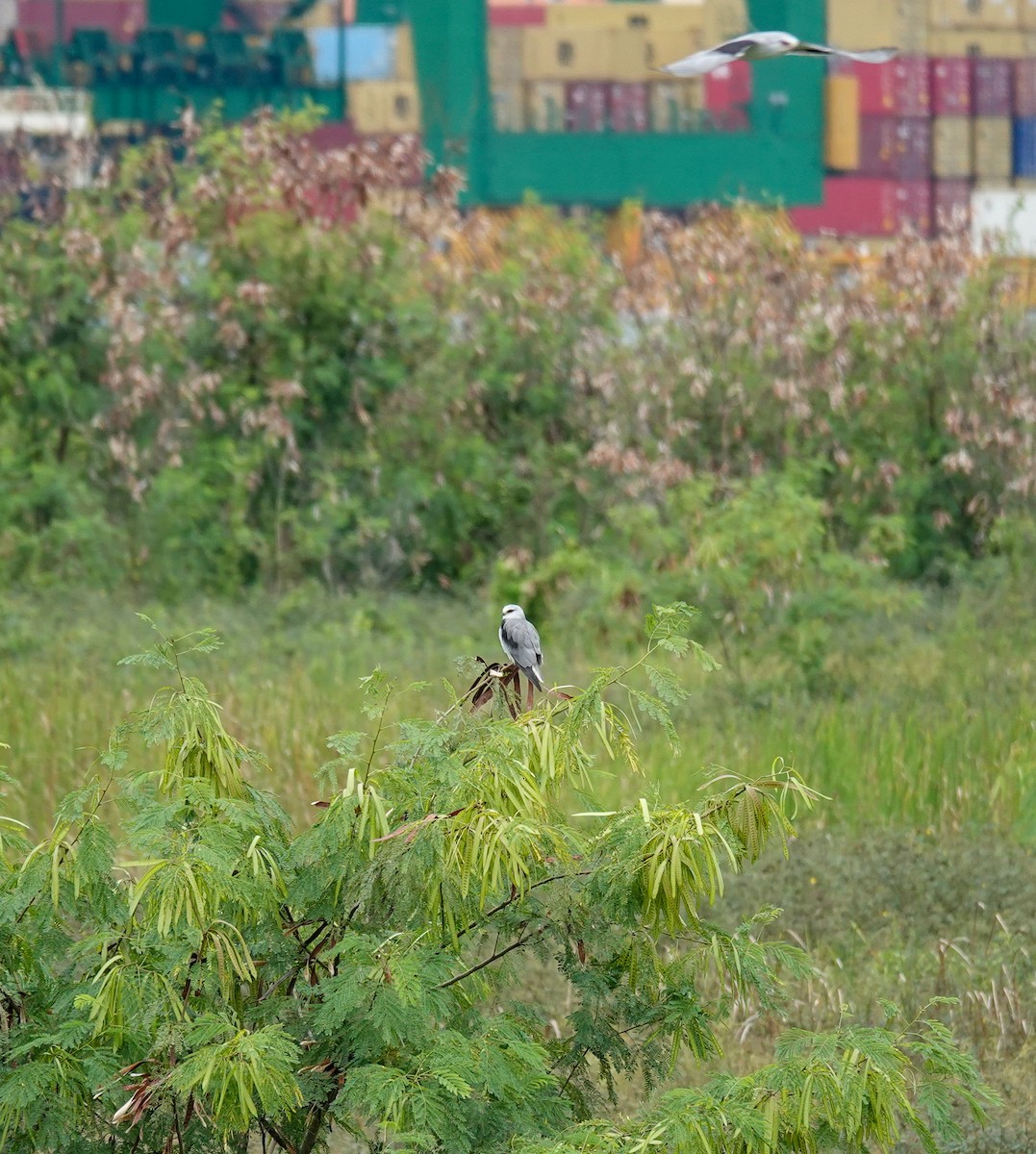 Black-winged Kite - ML620696650