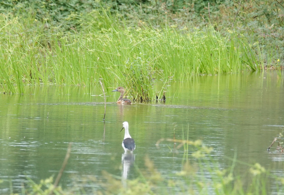 Lesser Whistling-Duck - Brad R