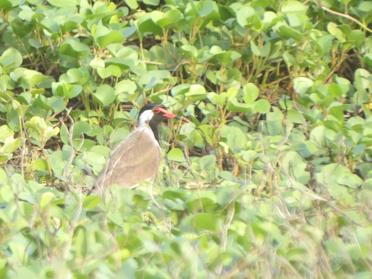 Red-wattled Lapwing - ML620696654