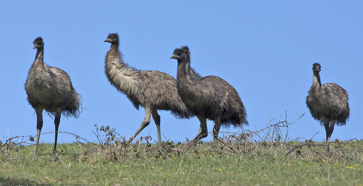 emu hnědý - ML620696655