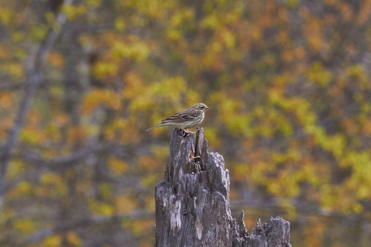 Tree Pipit - ML620696658