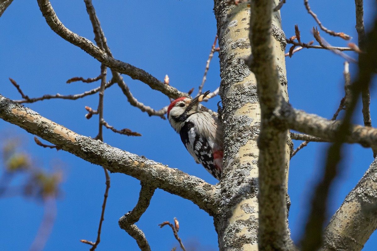 White-backed Woodpecker - ML620696660