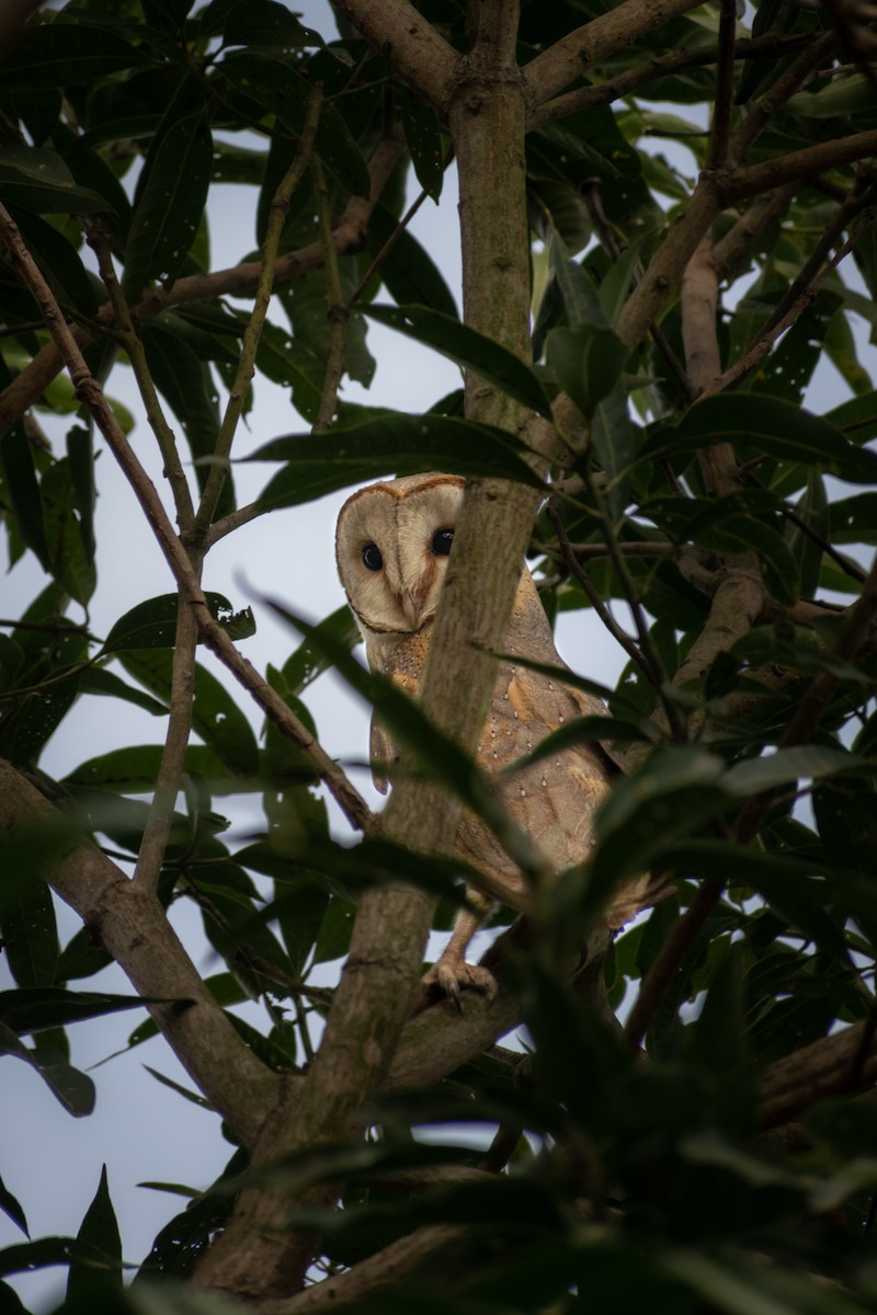 Barn Owl - ML620696663