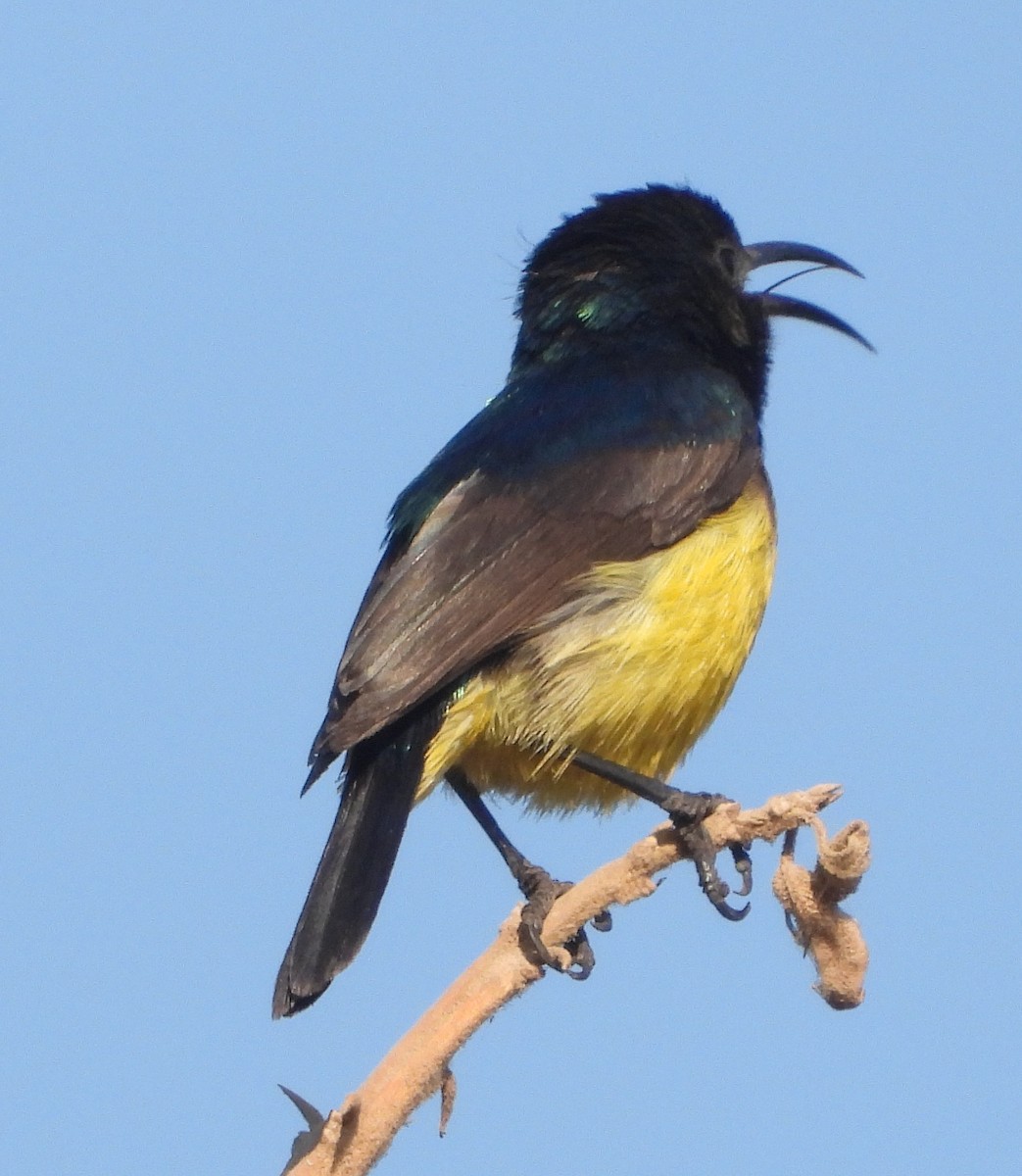 Variable Sunbird - Rodney Macready