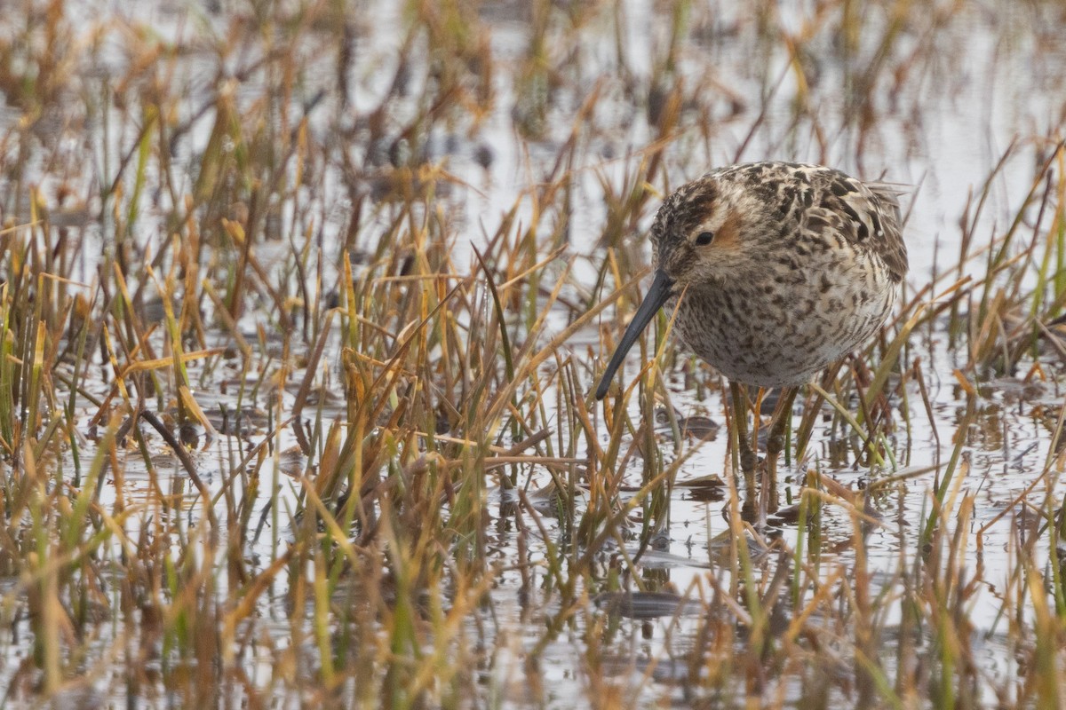 Stilt Sandpiper - ML620696667