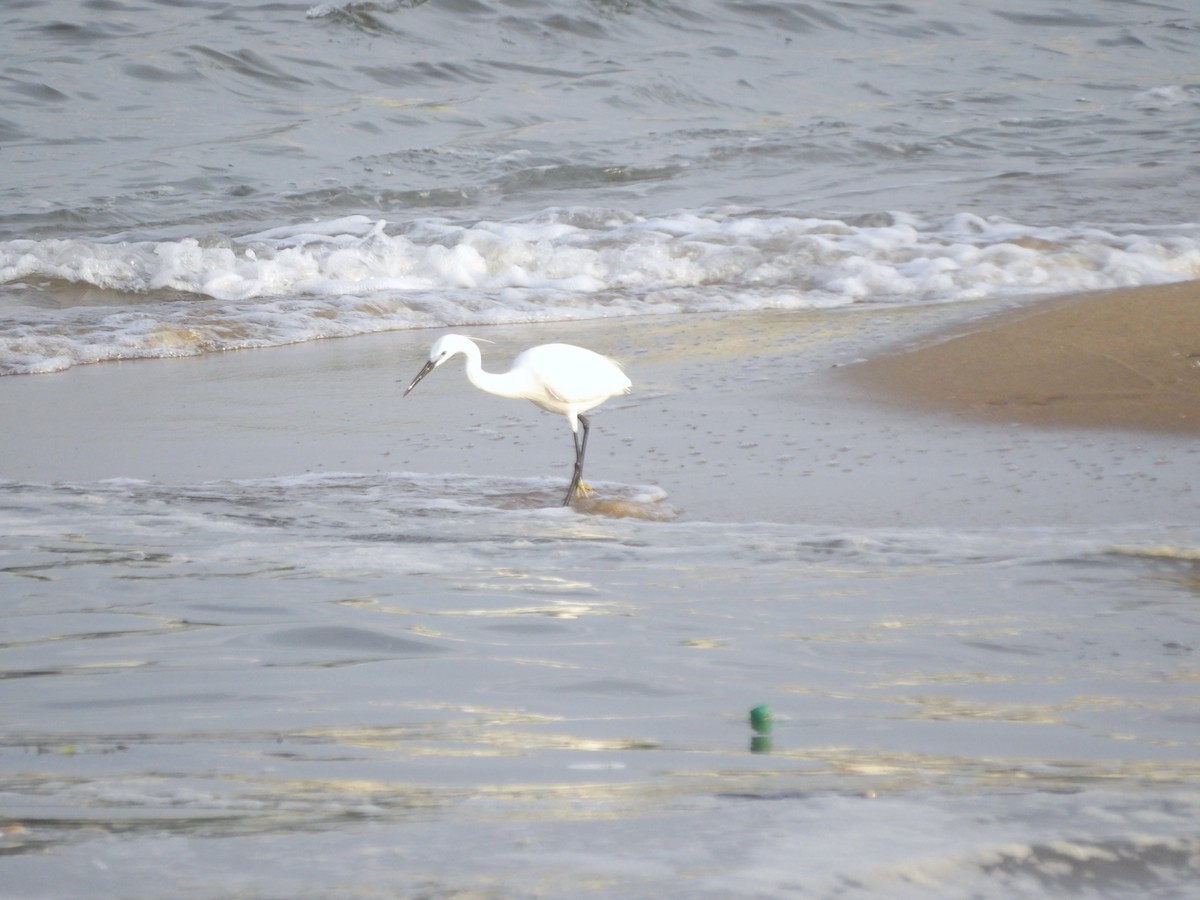 Little Egret - ML620696669