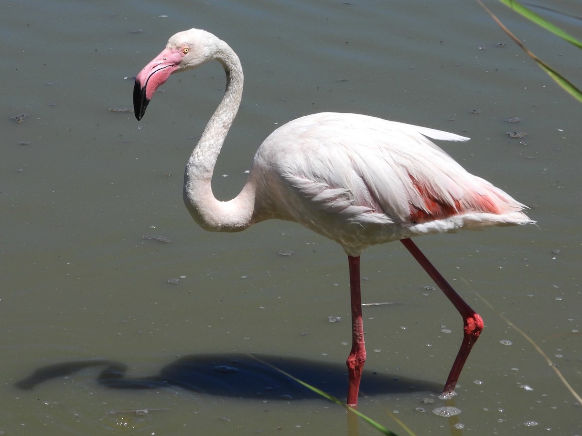 Greater Flamingo - ML620696673