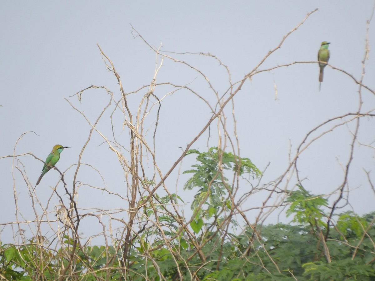 Asian Green Bee-eater - ML620696675