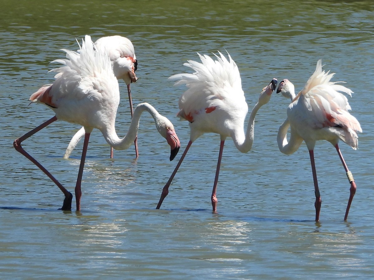 Greater Flamingo - ML620696676