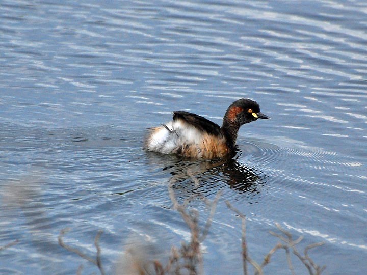 Australasian Grebe - ML620696677