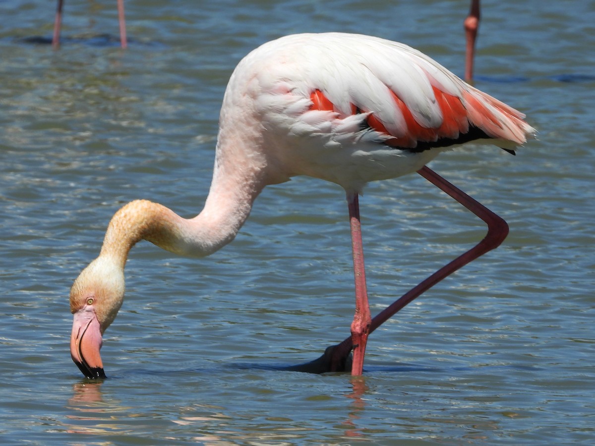 Greater Flamingo - ML620696681